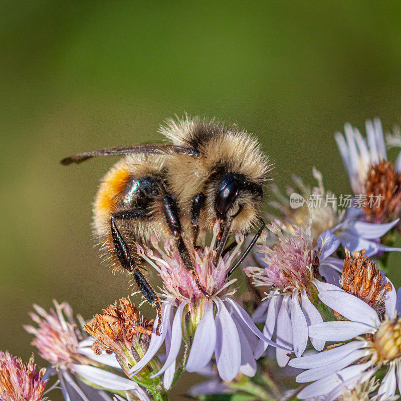 三色大黄蜂(Bombus ternarius)，三色大黄蜂。